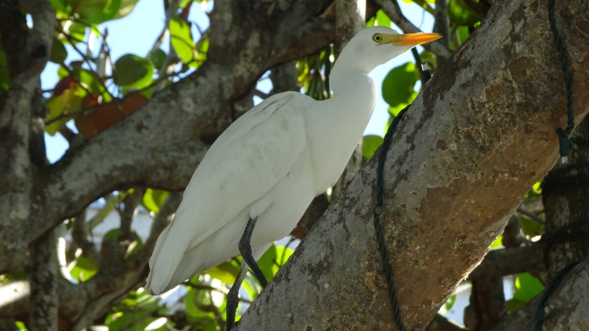 An Egret waiting for mealtime