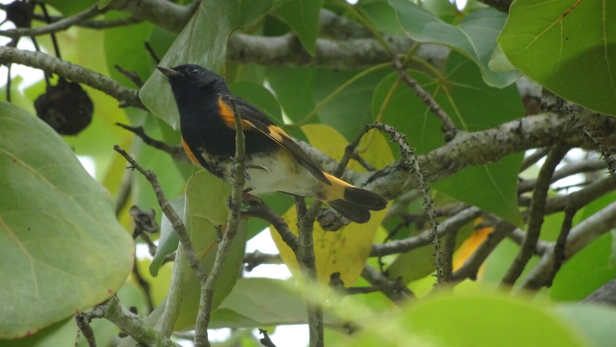 A Redstart