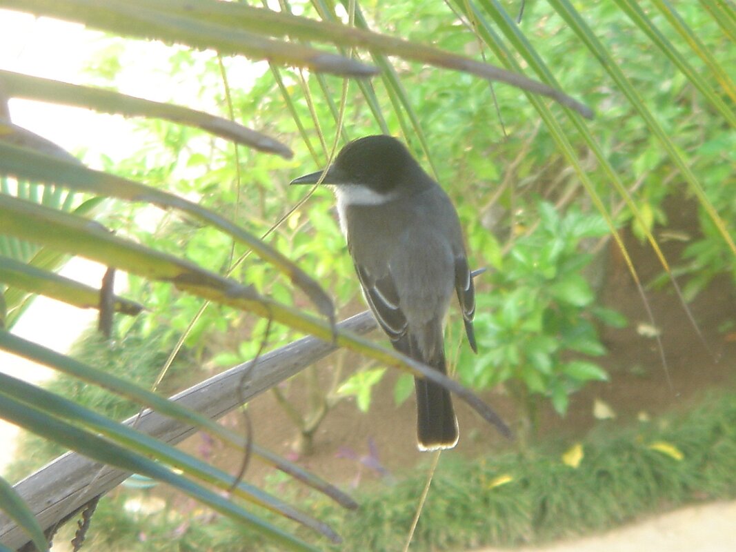 Eastern Kingbird