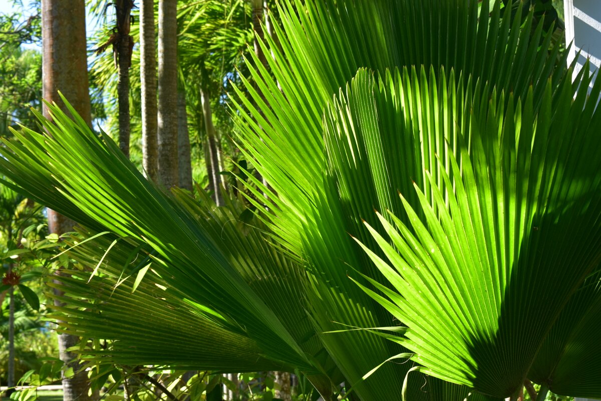 Fan Palm