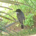 Eastern Kingbird