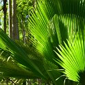 Fan Palm